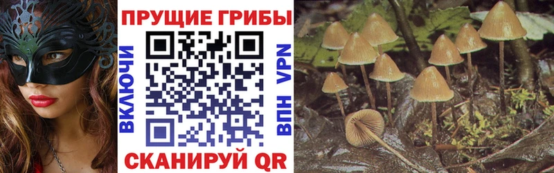Купить закладки  Петрозаводск  Псилоцибиновые грибы Psilocybe 